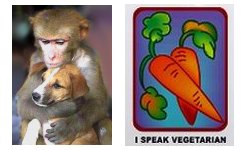 veggieREELtor.com top right banner